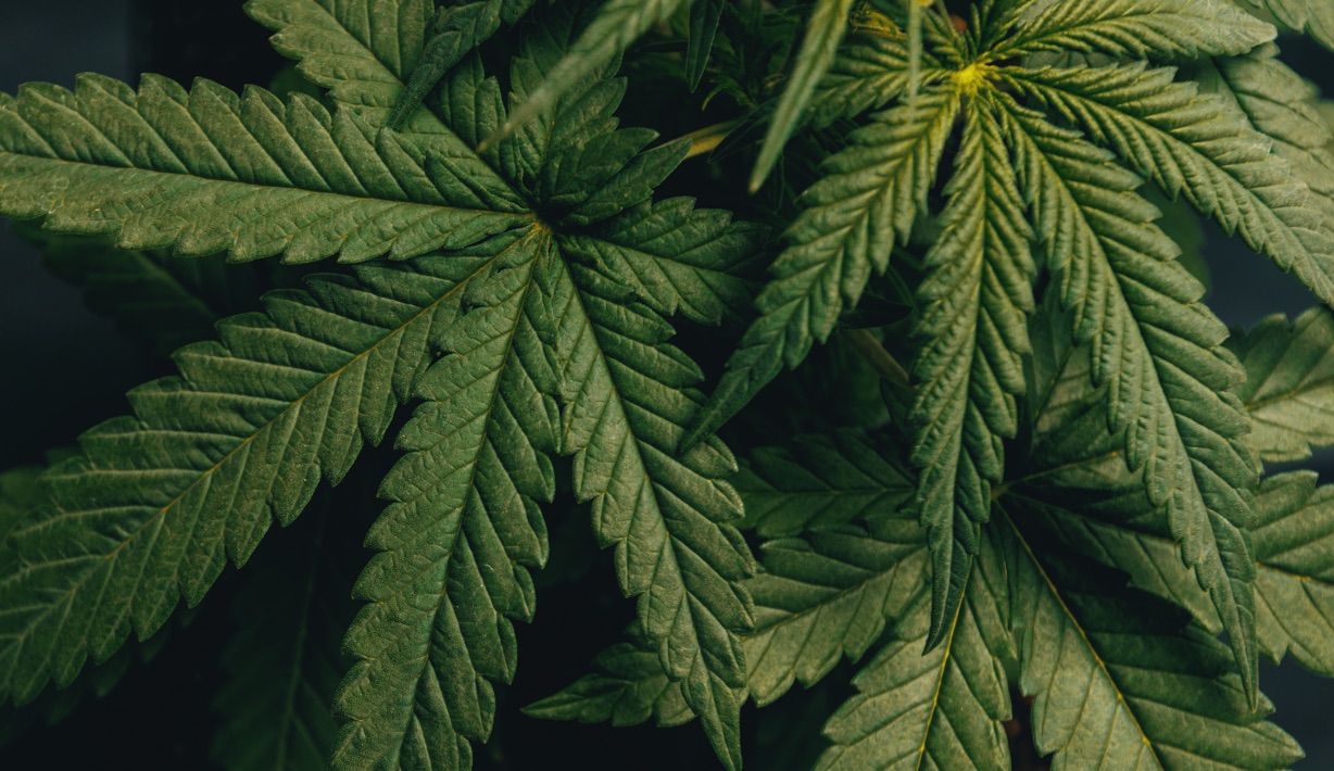 A large image of a cannabis leaf – plus 10 things to know about medical cannabis