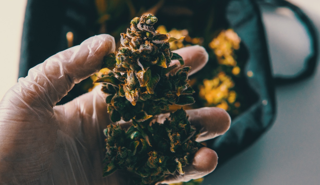 A close-up picture of a person holding a cannabis bud with visible THC on it