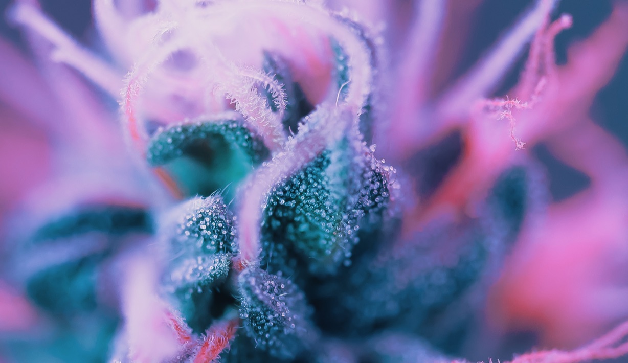 Cannabis plant image - Know what the differences are between FDA-approved and non–FDA-approved medications.
