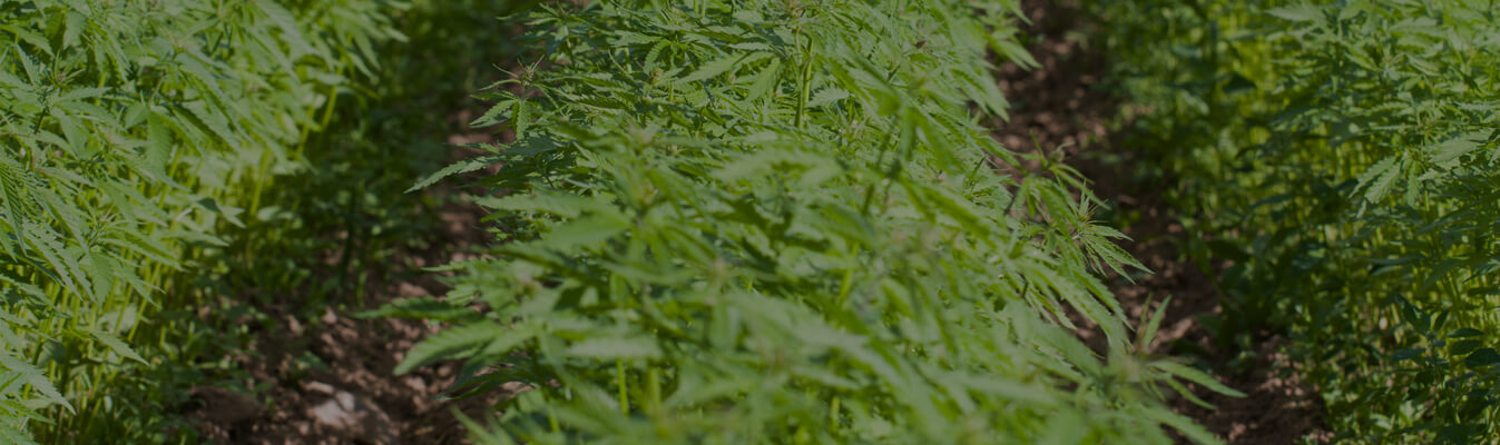 Hemp Growing in Rows of Raised Beds in a Field