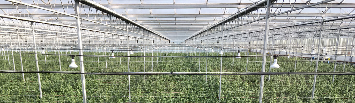 Rows of hemp in a greenhouse