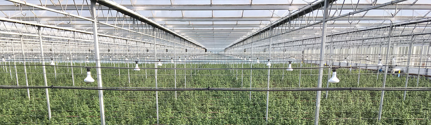 Rows of hemp in a greenhouse