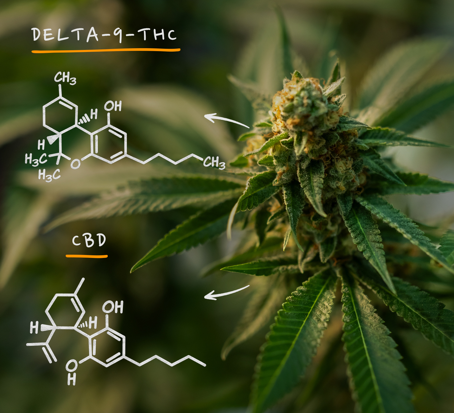 Cannabis plant with molecular structure diagrams of Delta-9-THC and CBD labeled