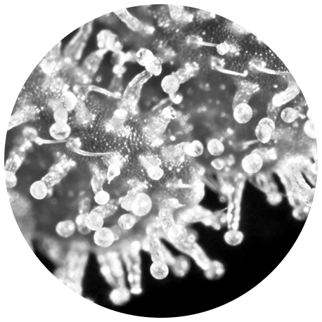 Phytocannabinoids