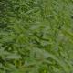 Hemp Growing in Rows of Raised Beds in a Field