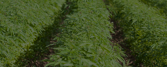 Cannabis plants growing in a field