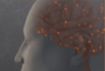 THC vs. CBD effects small thumbnail image of a brain